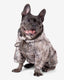 Camo Frenchie Hoodie
