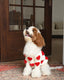 Cream Heart - 3D Motif Pet Sweater - Merryreindeer